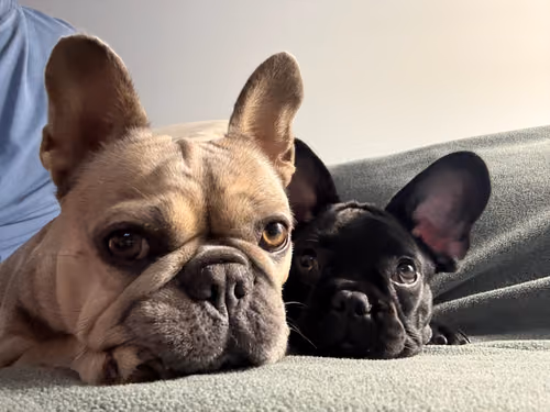 Lulu and Ozzy