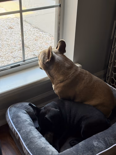 Lulu and Ozzy