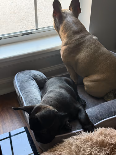 Lulu and Ozzy