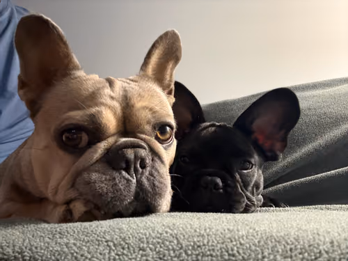 Lulu and Ozzy