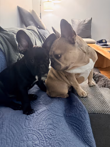Lulu and Ozzy
