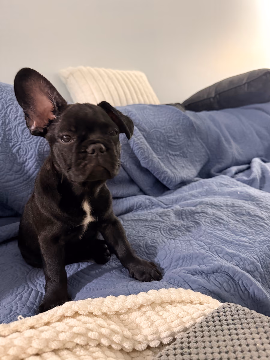 Placeholder portrait for Ozzy, showing a black French Bulldog outdoors